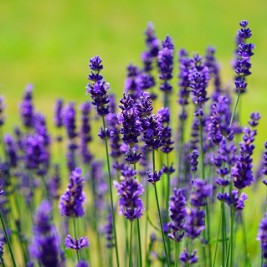 Best Beard Oil Recipes Made With Lavender