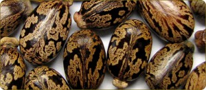 Castor Oil Seeds