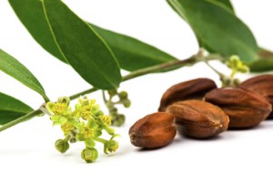 Jojoba Seed