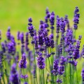 Lavender Beard Oil Recipes