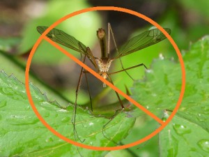 Best Essential Oil for Mosquito Repellent