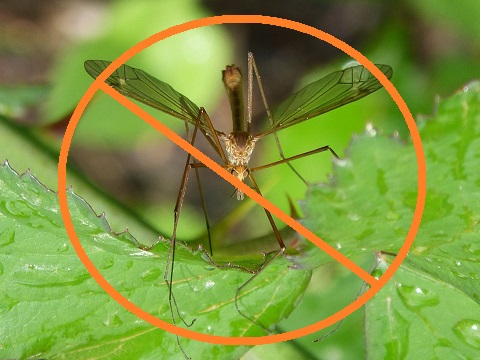 What is the Best Essential Oil for Mosquito Repellent?