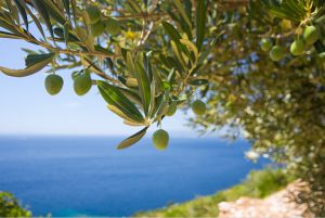 Olive Oil Beard Oil Recipes - Olive Tree