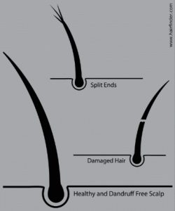 Does Shaving Make Your Beard Grow Thicker - Split Ends